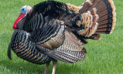 Turkey hunts in Alabama