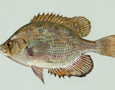 Panfish Paradise